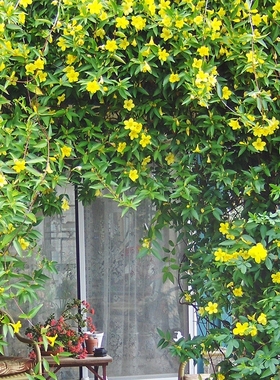 香水茉莉盆栽花卉垂吊植物带花苞