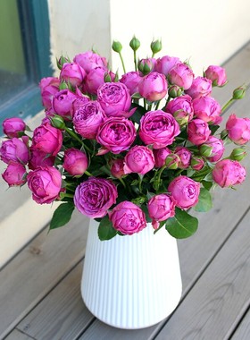 庭院植物紫雾泡泡欧月盆栽