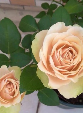 庭院植物日月切花玫瑰类似火龙果