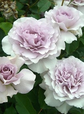 庭院植物新品月季日月灌木大花