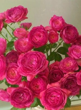 庭院植物盆栽地养日月夜来香灌木