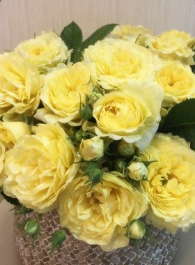 庭院植物黄色开花盆栽花卉小苗