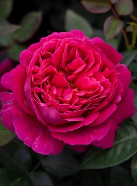 新品真彩月季花苗蒂禾浓香型盆栽