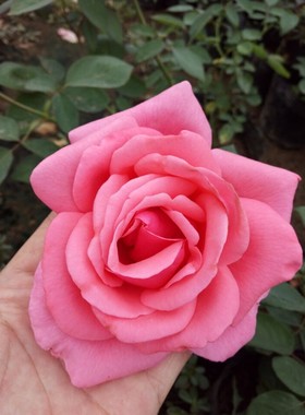 经典国月绯扇粉扇嫁接大苗大花朵