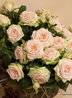 庭院柯德娜月季花苗植物雅典娜