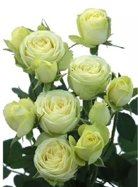 欧月 奶油龙沙 龙沙宝石系列 切花月季 丰花 奶油色灌木盆栽月季