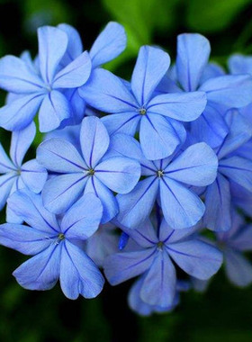 蓝雪花盆栽绿植物花卉庭院爬藤攀援耐寒耐热多花小大苗抗病性强