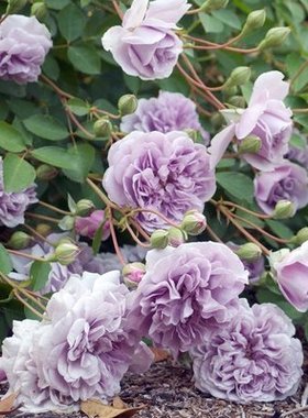 庭院植物藤本月季阴雨大型