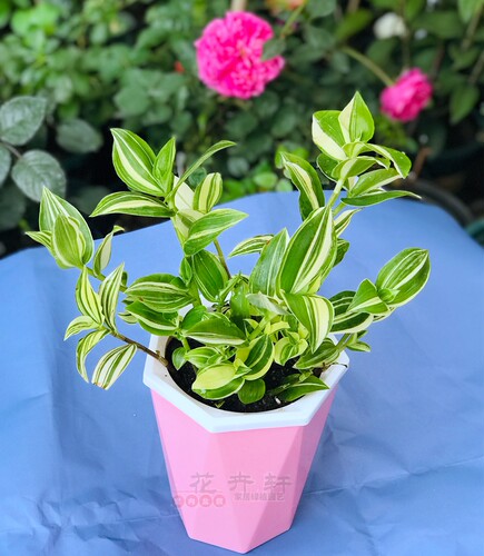 阳台垂吊植物花叶吊竹梅青叶吊兰盆栽鸭舌汉白玉鸭跖草鸭趾好养活 - 图1