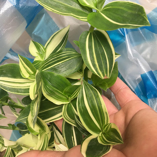 阳台垂吊植物花叶吊竹梅青叶吊兰盆栽鸭舌汉白玉鸭跖草鸭趾好养活 - 图2