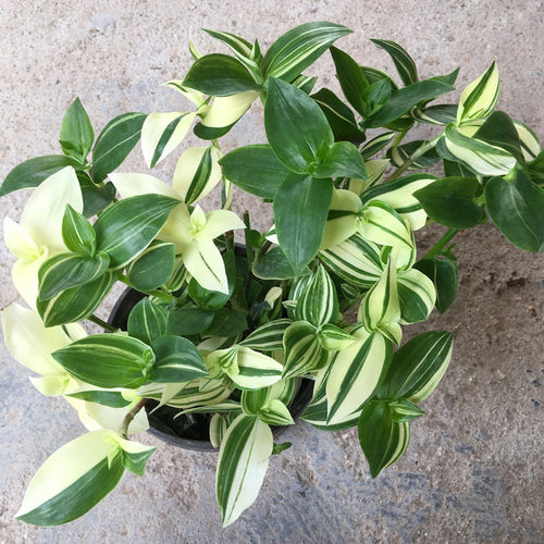 阳台垂吊植物花叶吊竹梅青叶吊兰盆栽鸭舌汉白玉鸭跖草鸭趾好养活 - 图0