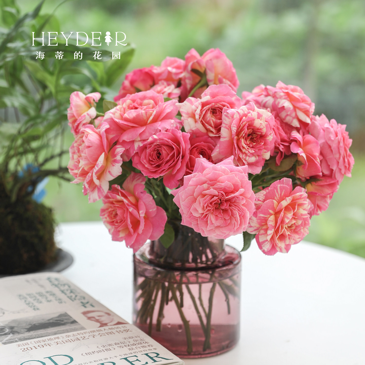 海蒂的花园莫奈直立月季欧月中香大花条纹耐热阳台花卉植物盆栽苗,淘宝优惠券,粉丝福利购,淘宝优惠卷