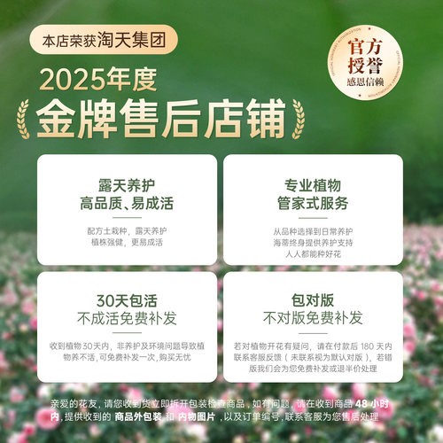 海蒂的花园月季粉色龙沙宝石花苗爬藤庭院植物藤本花卉园艺盆栽 - 图3