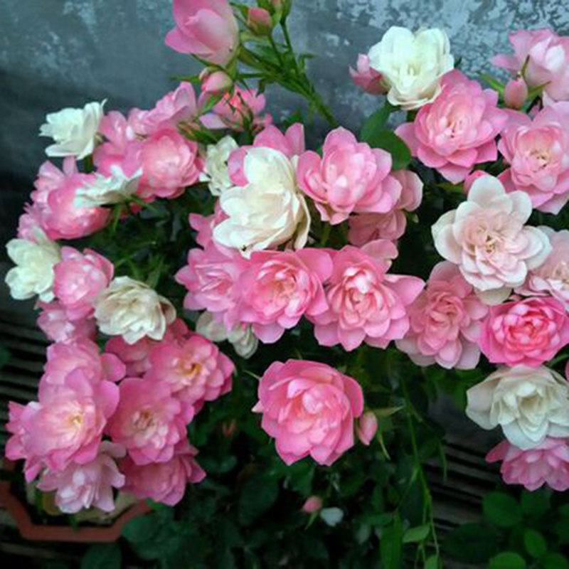 海蒂的花园 天荷/繁星微型月季花期长丰花多头阳台花卉植物盆栽苗,淘宝优惠券,粉丝福利购,淘宝优惠卷