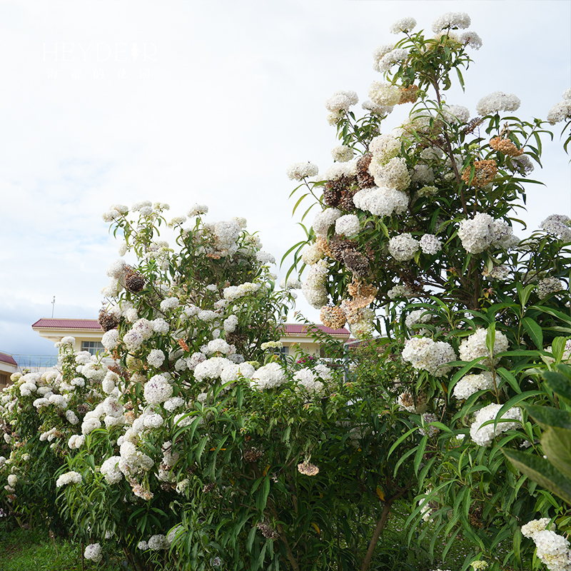 海蒂的花园 绣球金山新品乔灌木绣球庭院露台木本花卉植物花期长 - 图1