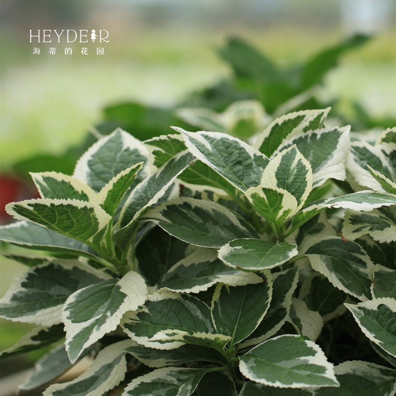 海蒂的花园银边绣球观叶绿植大花绣球花坛露台阳台耐阴花卉盆栽,淘宝优惠券,粉丝福利购,淘宝优惠卷