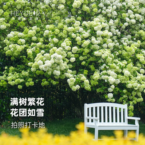 海蒂的花园中华木绣球斗球耐寒花卉盆栽欧洲木绣球树苗绣球花苗 - 图1