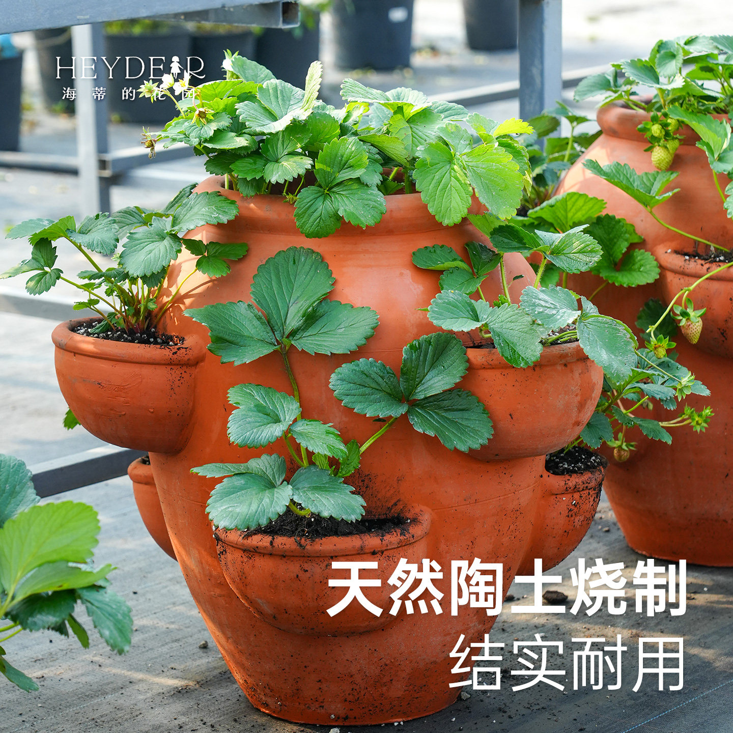 海蒂的花园花盆陶土盆家用桂花龙窑花卉盆栽种植果树可爱复古简约,淘宝优惠券,粉丝福利购,淘宝优惠卷