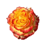 Сад Хайди Сад выдержанный Санрайз вертикальный тепло розовый тепло -устойчивый цветочный анти -дисайс балконы цветочные растения