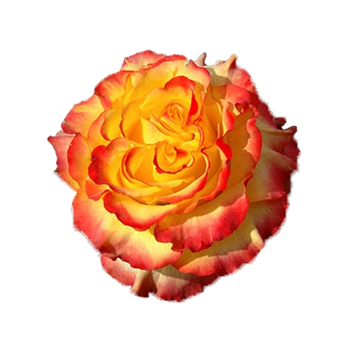 Сад Хайди Сад выдержанный Санрайз вертикальный тепло розовый тепло -устойчивый цветочный анти -дисайс балконы цветочные растения