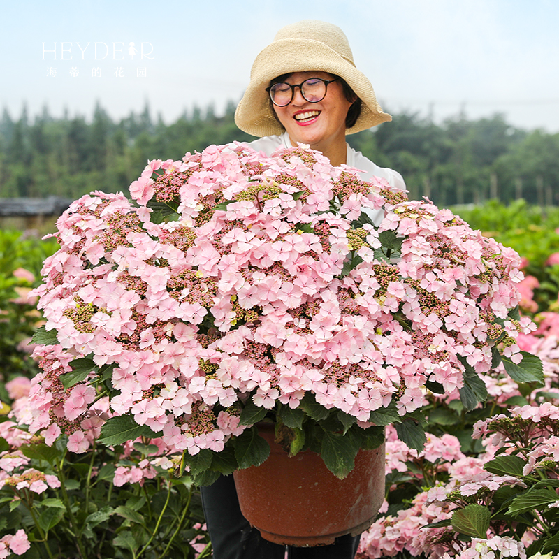 海蒂的花园姬小町平顶大花绣球花耐阴花量大室外盆栽花卉植物花苗 - 图0