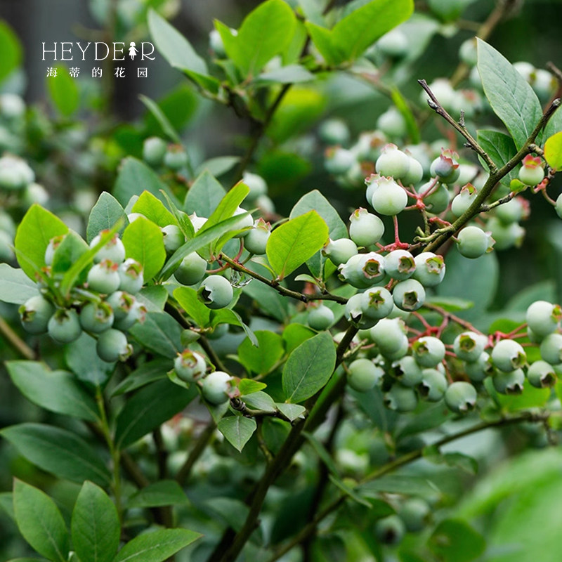 海蒂的花园成都总店蓝莓树果苗盆栽果树阳台庭院地栽苗果树包对版,淘宝优惠券,粉丝福利购,淘宝优惠卷