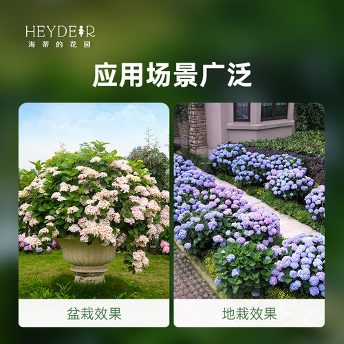 海蒂的花园绣球花苗无尽夏大海蓝万华镜阳台四季种植物树苗盆栽 - 图2