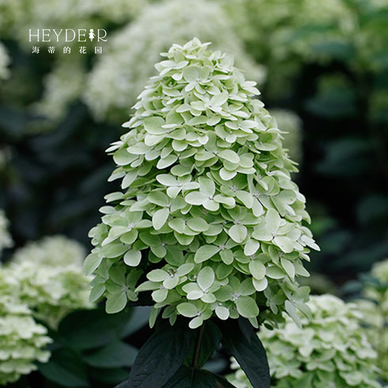 海蒂的花园夏日美人圆锥绣球花苗木本植物庭院露台可地栽花卉盆栽 - 图0