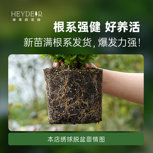 海蒂的花园绣球花苗无尽夏大海蓝万华镜阳台四季种植物树苗盆栽 - 图0