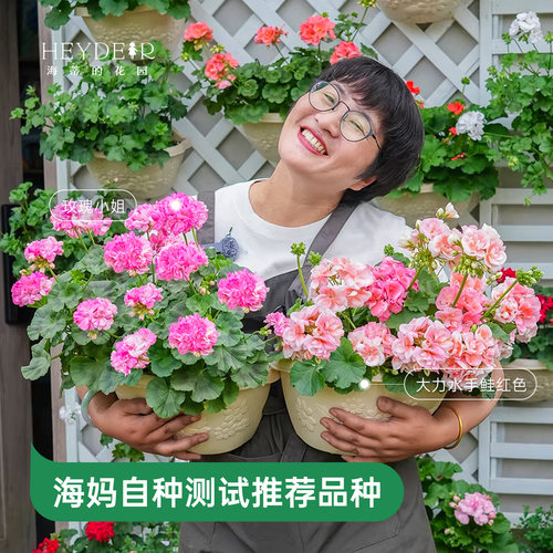 海蒂的花园天竺葵花苗盆栽重瓣四季垂吊直立大花飞溅花卉植物室内 - 图0