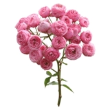 Садовая роза садовая роза сеянцы розовые драконные песчаные драгоценные камни Голубой дождливый сок балкон балкон розовый кустарник горшок