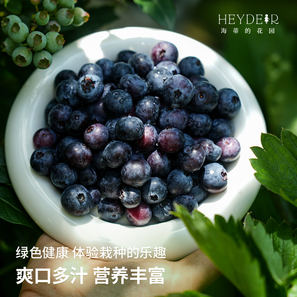 海蒂的花园成都总店蓝莓树果苗盆栽果树阳台庭院地栽苗果树包对版,淘宝优惠券,粉丝福利购,淘宝优惠卷