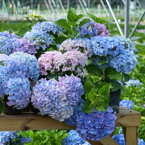 海蒂的花园绣球花大海蓝新品大花新老枝开花切花品种庭院花卉盆栽 - 图1