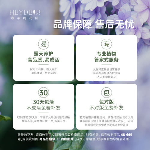 海蒂的花园绣球花苗无尽夏宴会新品绣球庭院阳台易活植物花卉盆栽 - 图3