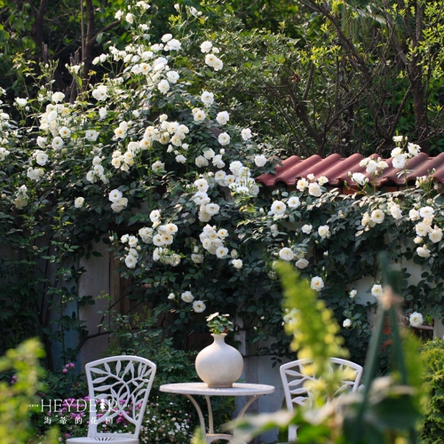 海蒂的花园 Список списков роза сеянцы рассады цветочный горшок осень и зимний растение, связанный с растениями.