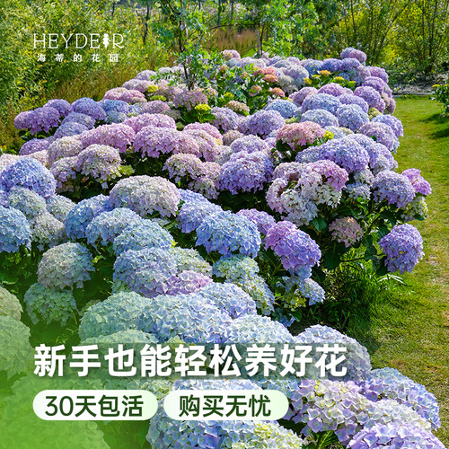 海蒂的花园绣球花苗无尽夏宴会新品绣球庭院阳台易活植物花卉盆栽 - 图0