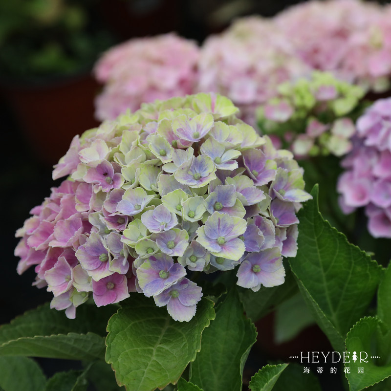 海蒂的花园  魔幻紫水晶大花绣球可调色室外阳台庭院盆栽花卉植物,淘宝优惠券,粉丝福利购,淘宝优惠卷