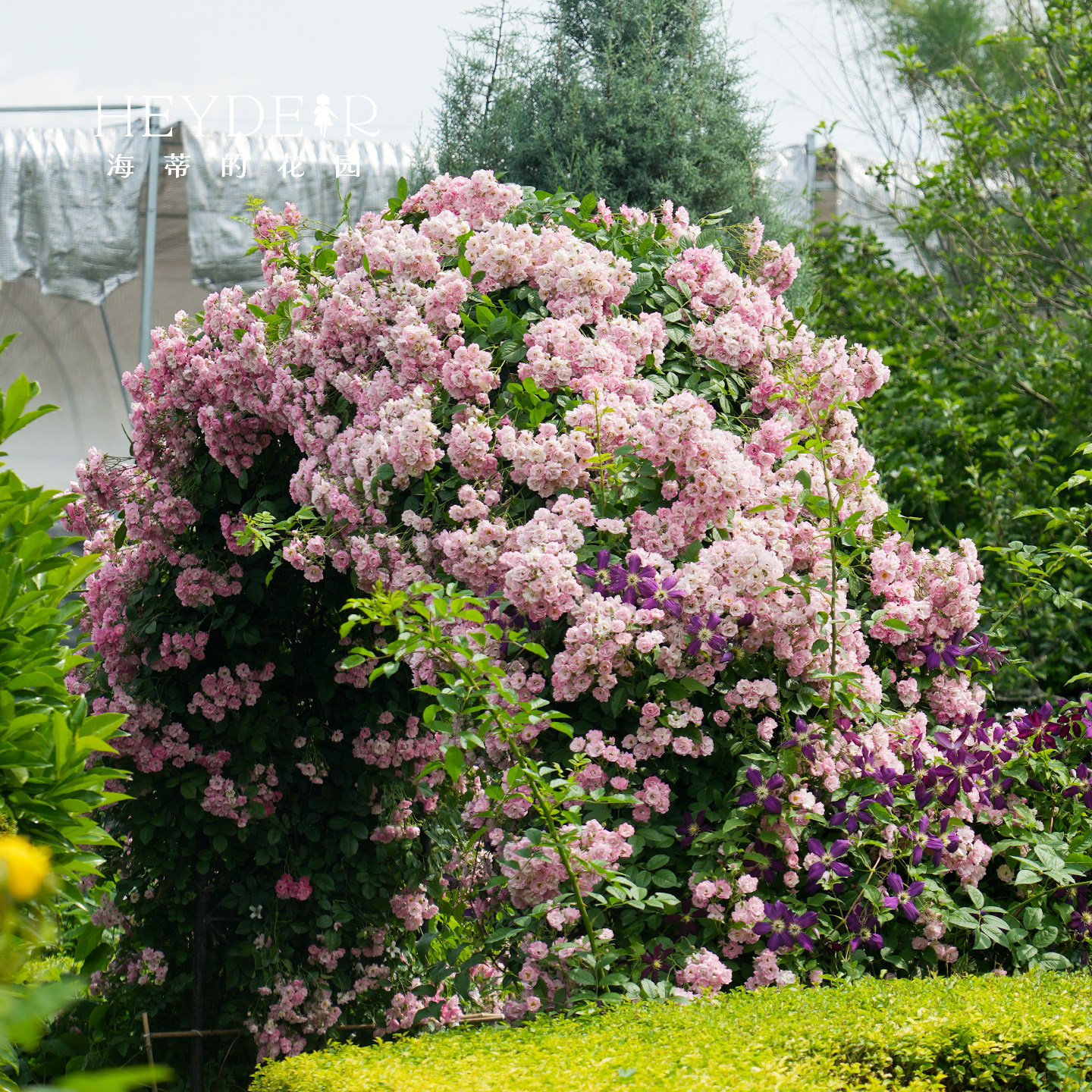 海蒂的花园 苹果花爬藤月季藤本春季花量大庭院露台花卉盆栽花苗,淘宝优惠券,粉丝福利购,淘宝优惠卷