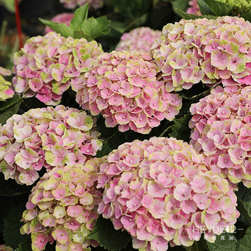 海蒂的花园  魔幻紫水晶大花绣球可调色室外阳台庭院盆栽花卉植物,淘宝优惠券,粉丝福利购,淘宝优惠卷