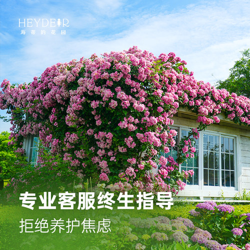 海蒂的花园月季花苗盆栽小苗爬藤玫瑰果汁阳台多季开花地栽花苗 - 图2