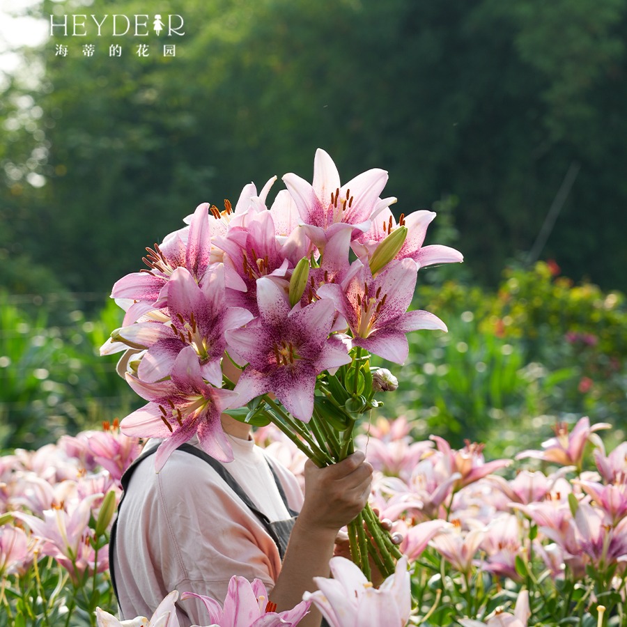 海蒂的花园进口东方百合种球重瓣春天阳台庭院花卉盆栽球根植物 - 图2