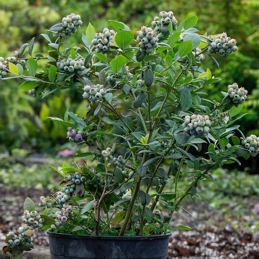 海蒂的花园蓝莓树果苗柠檬树樱桃盆栽无花果南方种植水果阳台果树-图1