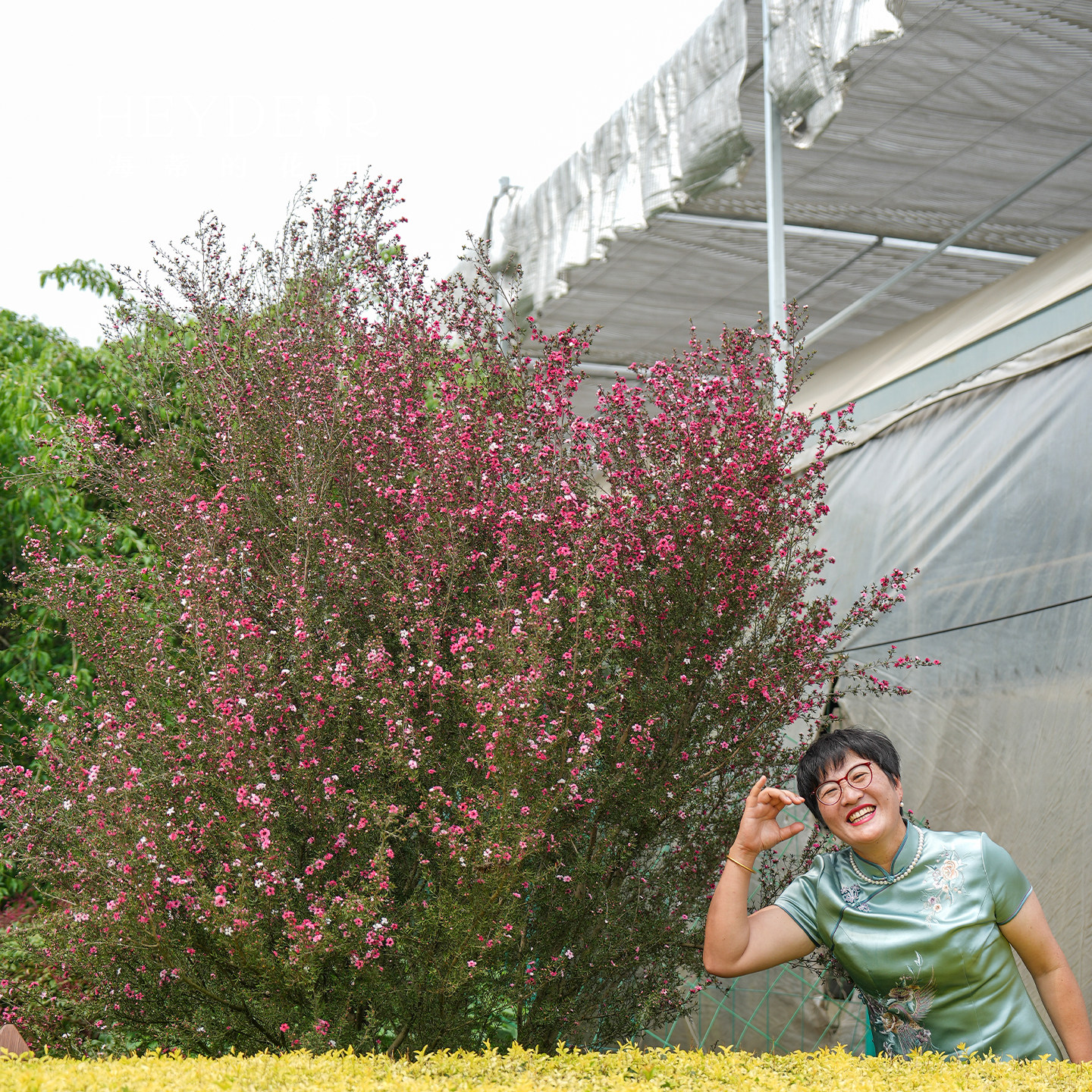 海蒂的花园松红梅冬季开花灌木全年常绿做绿篱花量大花卉盆栽植物,淘宝优惠券,粉丝福利购,淘宝优惠卷
