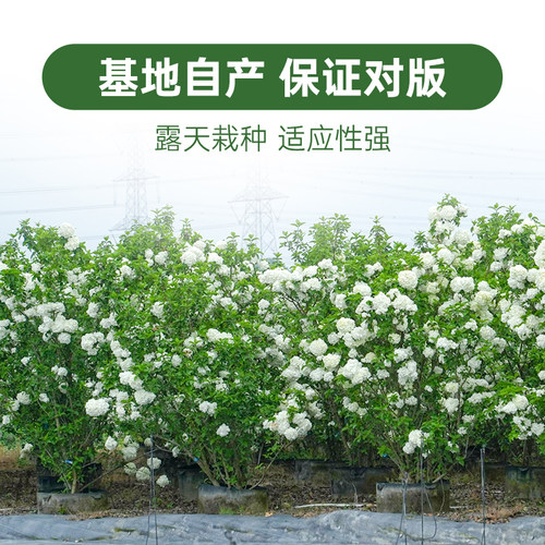 海蒂的花园中华木绣球斗球耐寒花卉盆栽欧洲木绣球树苗绣球花苗 - 图2