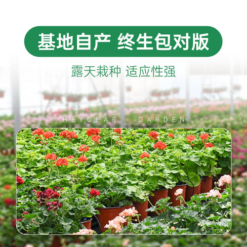 海蒂的花园天竺葵花苗盆栽重瓣四季垂吊直立大花飞溅花卉植物室内 - 图2