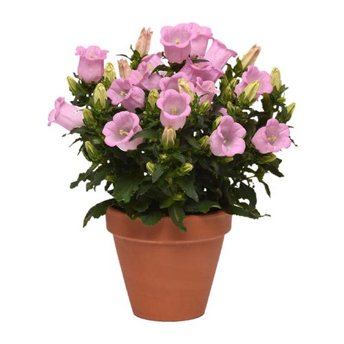 海蒂的花园 风铃草阳台庭院好养植物蓝色粉色花境搭配花卉盆栽苗 - 图3