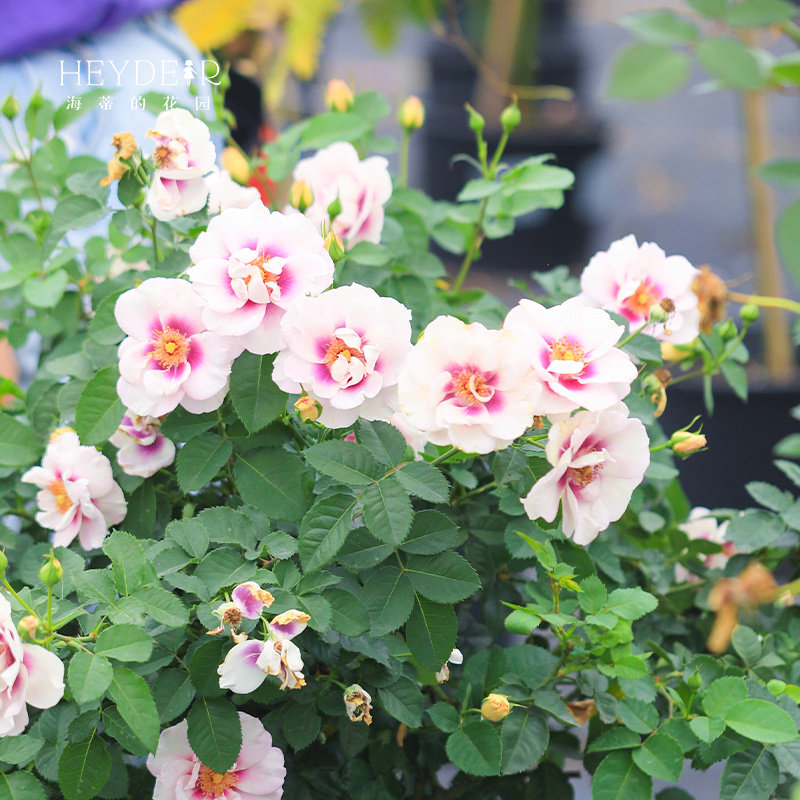 海蒂的花园  你的眼睛大花微月露台盆栽花卉欧月玫瑰多季开花植物,淘宝优惠券,粉丝福利购,淘宝优惠卷