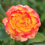 Сад Хайди Сад выдержанный Санрайз вертикальный тепло розовый тепло -устойчивый цветочный анти -дисайс балконы цветочные растения