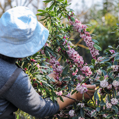 海蒂的花园瑞香气味芳香客厅桌面花卉植物室内花绿植花卉盆栽花苗 - 图1