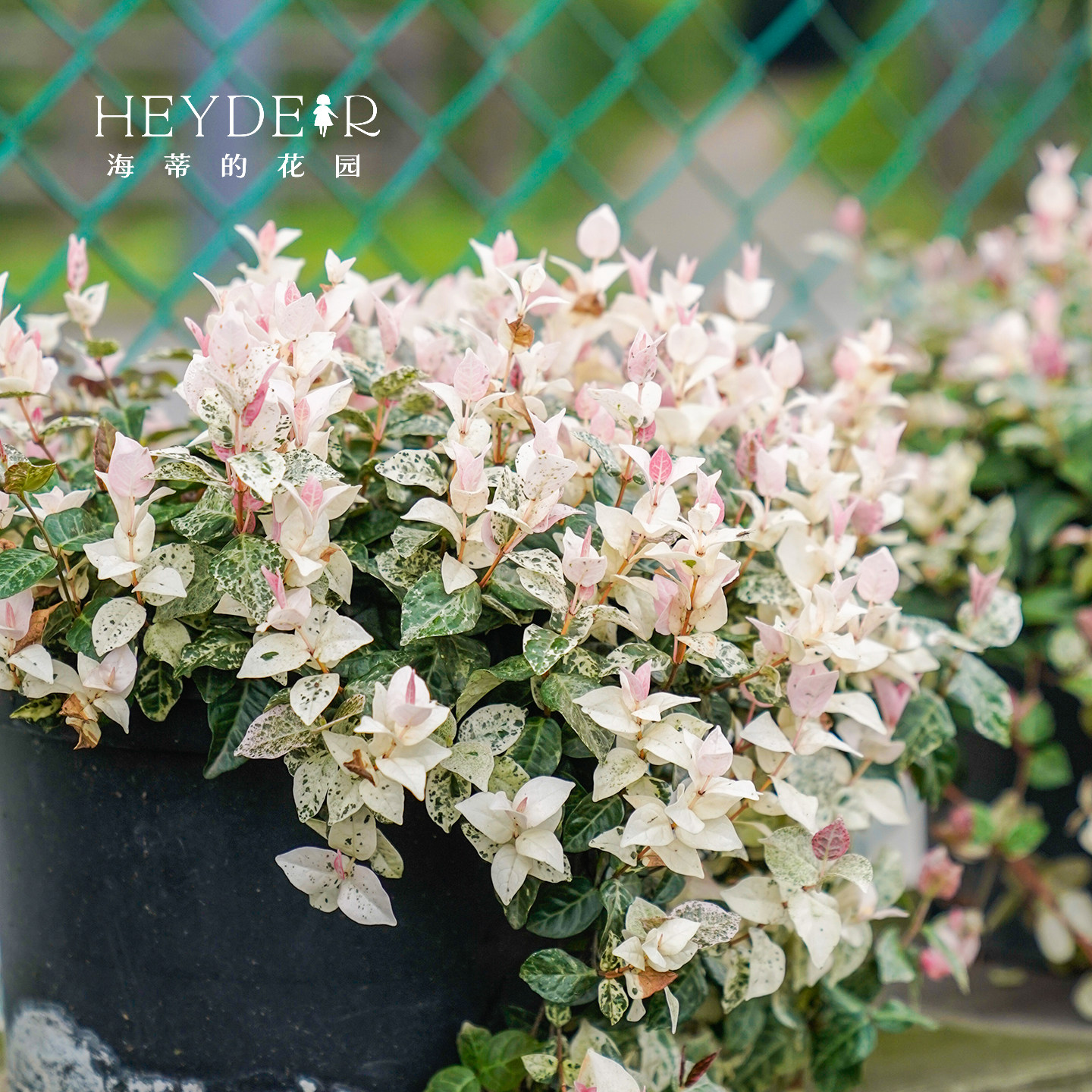 海蒂的花园花叶络石四季常绿好养观叶黄金过路黄铺面绿植盆栽苗,淘宝优惠券,粉丝福利购,淘宝优惠卷